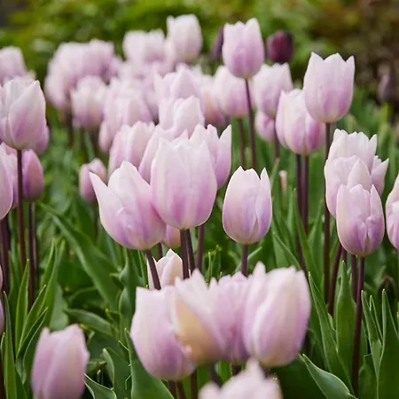 Perryville House 4* Kinsale